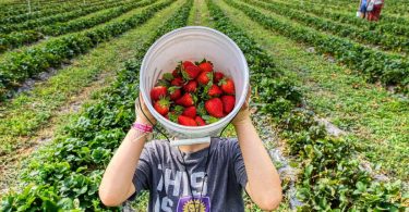 Fruit Picking Jobs in Canada